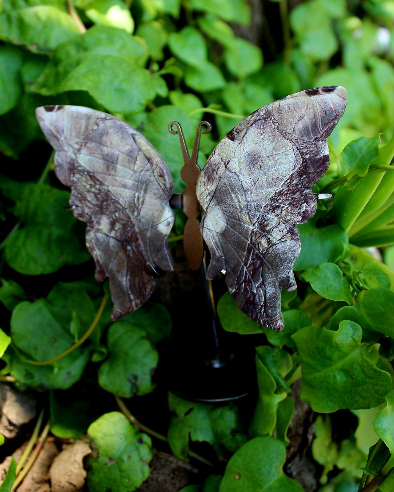 Fossil Wood Butterfly on stand