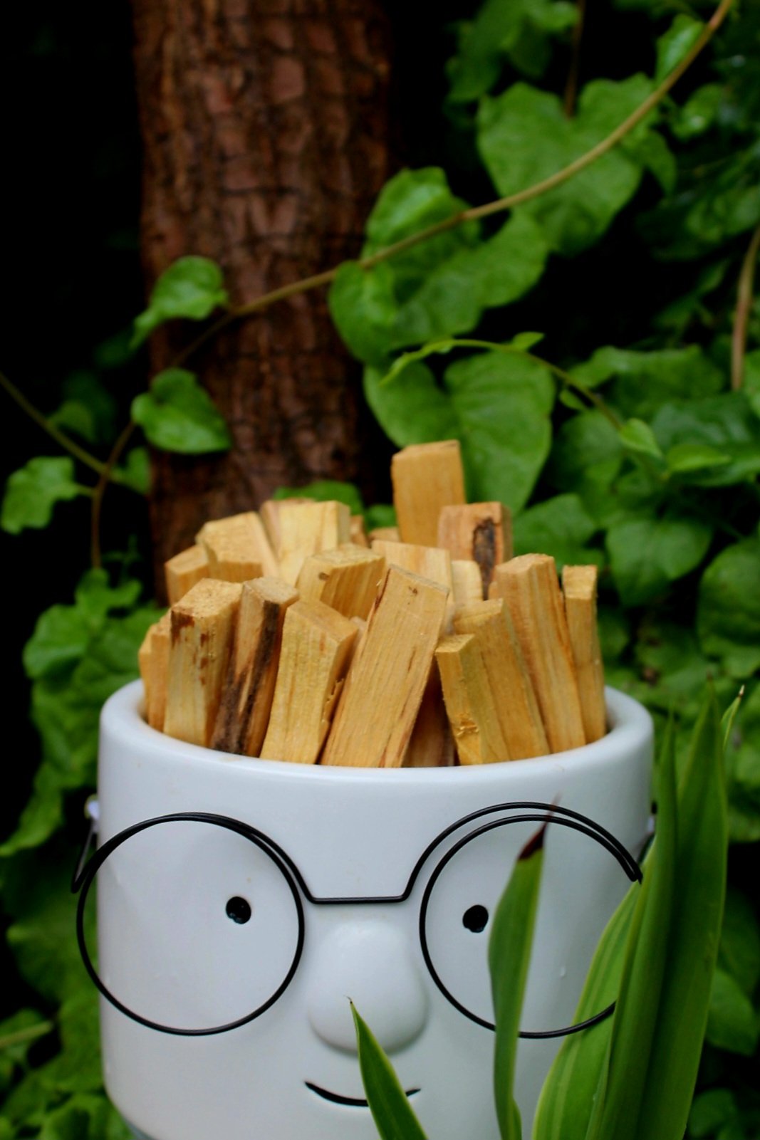 Sacred Palo Santo