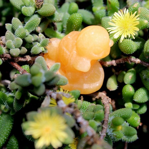 Yellow Calcite Squirtle