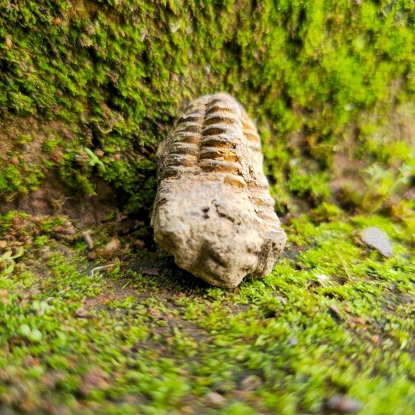 Trilobite Fossil